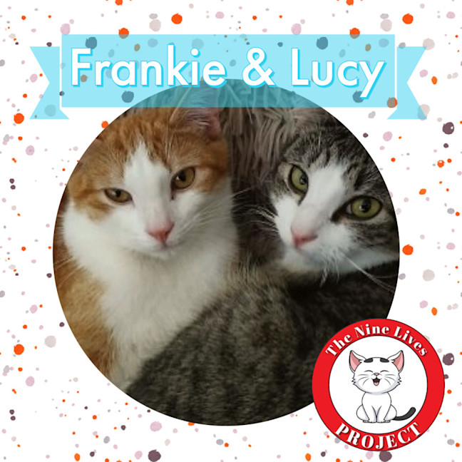 Photo of Lucy & Frankie *9 Lives Project Rescue*