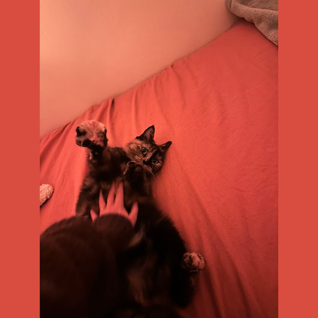 Photo of Amber