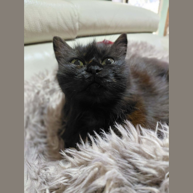 Photo of Soot Sprite