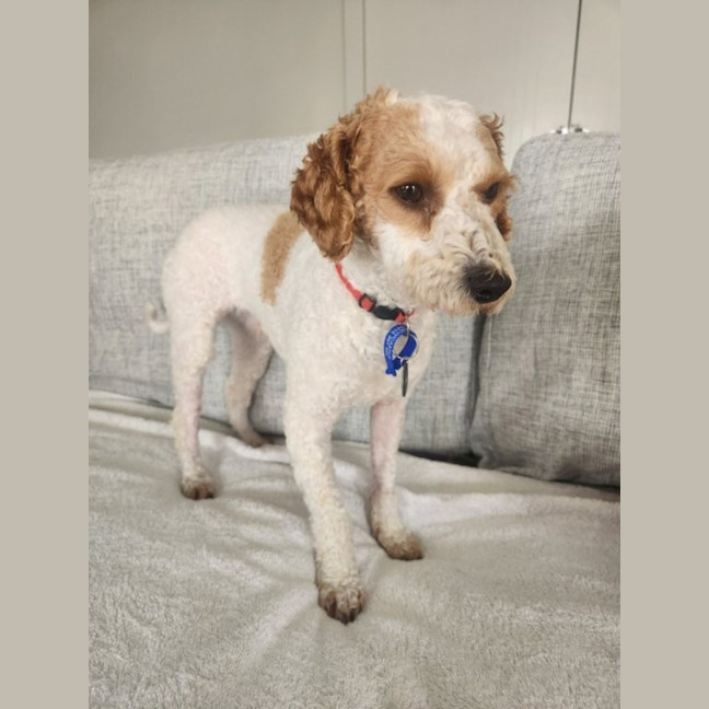 Photo of Derek   2 Year Old Mini Poodle