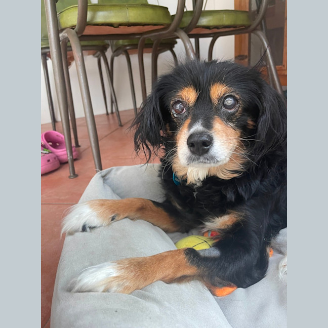 Photo of Sir Battenberg