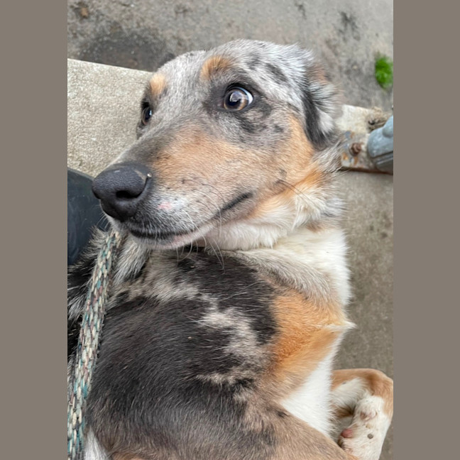 Photo of Lacey