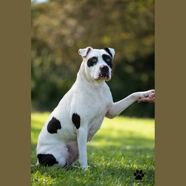 Photo of Stella