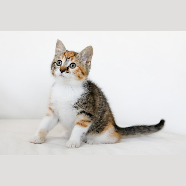 Photo of Rosie