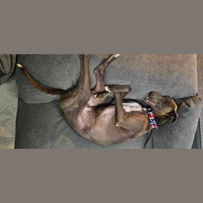 Photo of Konrad, The Young And Blue Greyhound