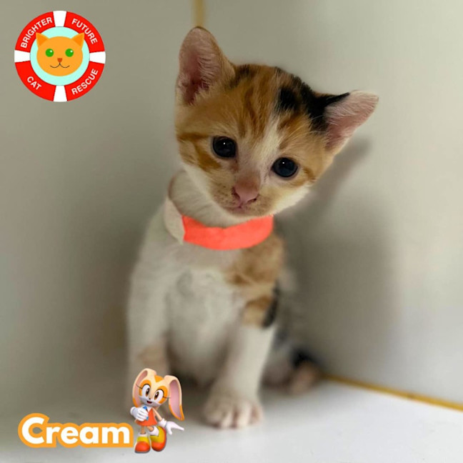 Photo of Cream