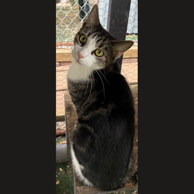 Photo of Chevvy