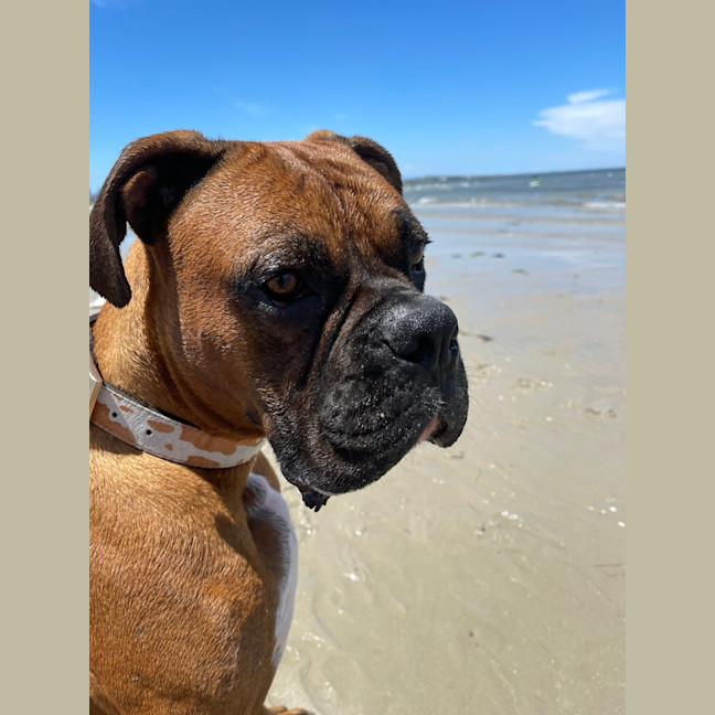 Photo of Chops