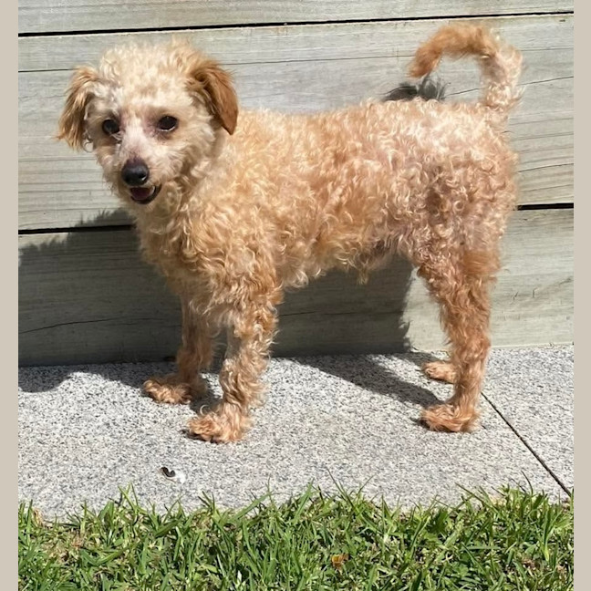 Photo of Teddy