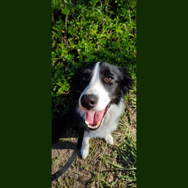 Photo of Buddy