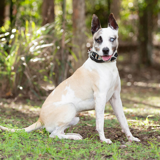 Photo of Pancake