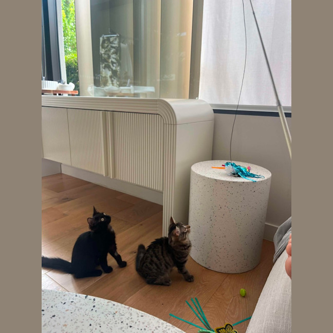 Photo of Snapdragon *Adoption Pending*