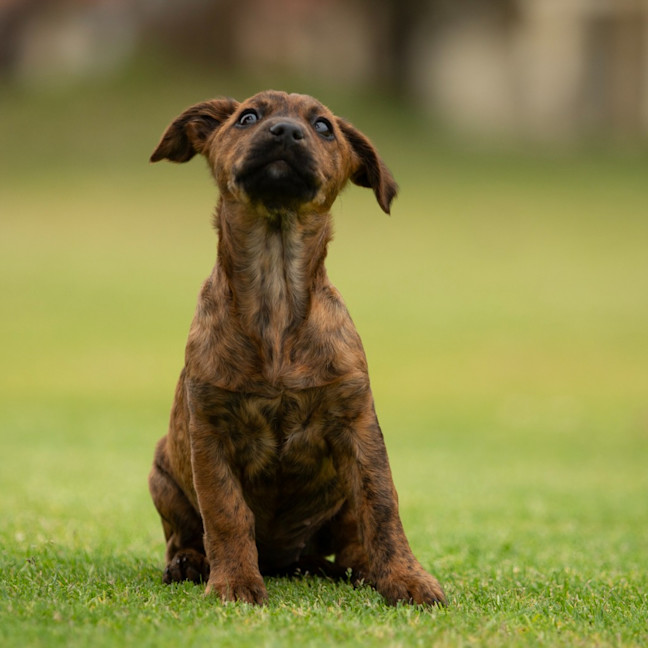 Photo of Tilly