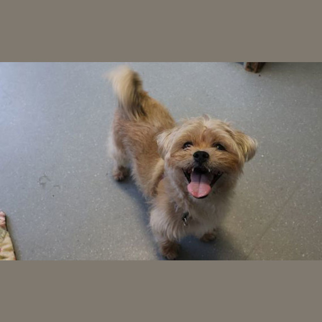 Photo of Simba