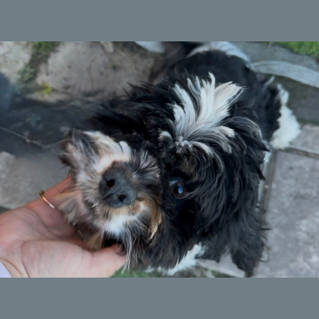 Photo of Maggie