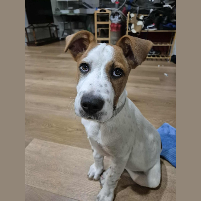 Photo of Benji
