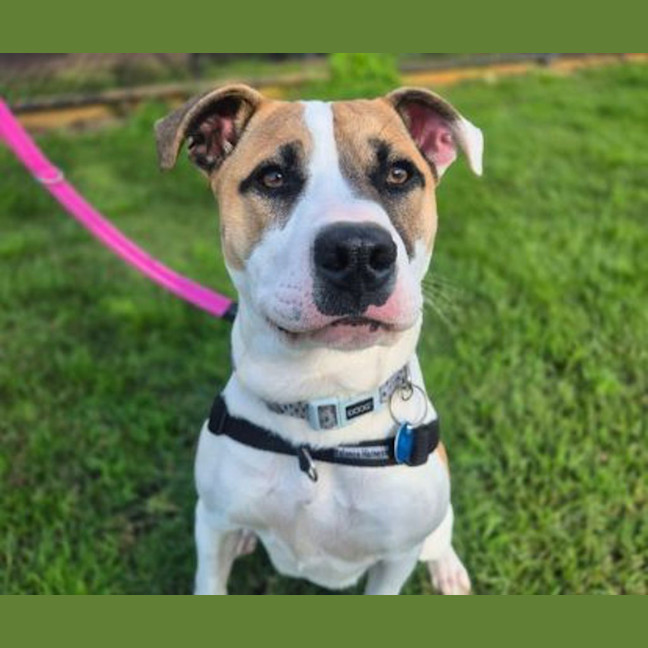 Photo of Archie