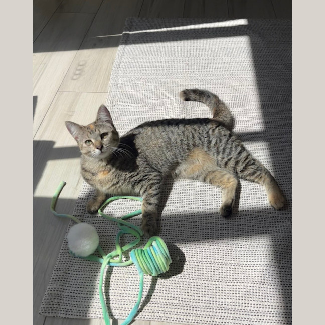 Photo of Minnie   10 Month Old Domestic Short Hair