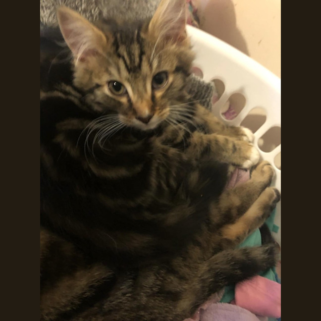 Photo of Kevin *9 Lives Project Rescue*