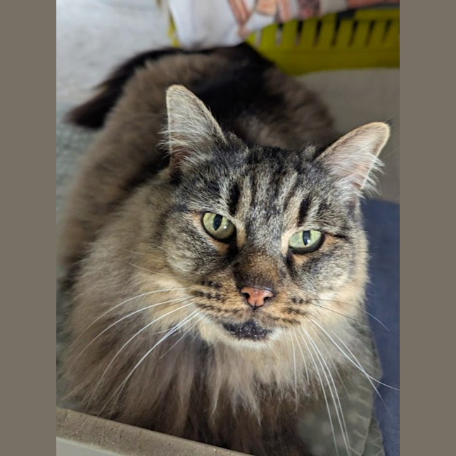 Photo of Fluffy