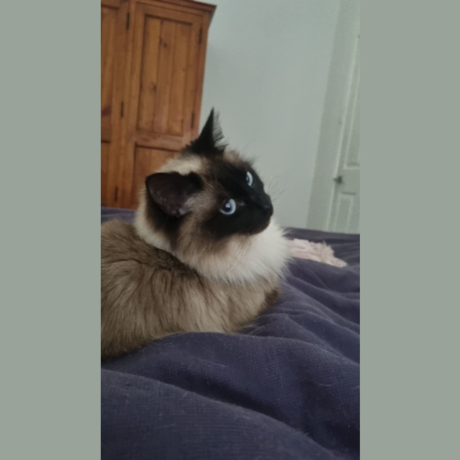 Photo of Mira