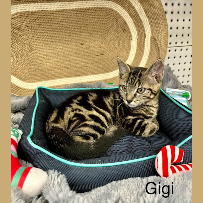 Photo of Gigi