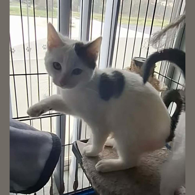 Photo of Moomoo