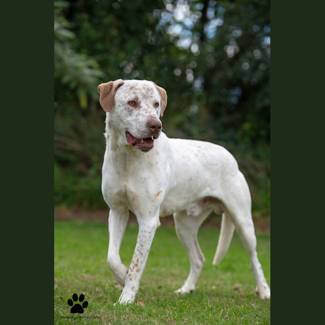 Photo of Bandit