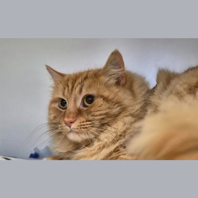 Photo of Cheeto