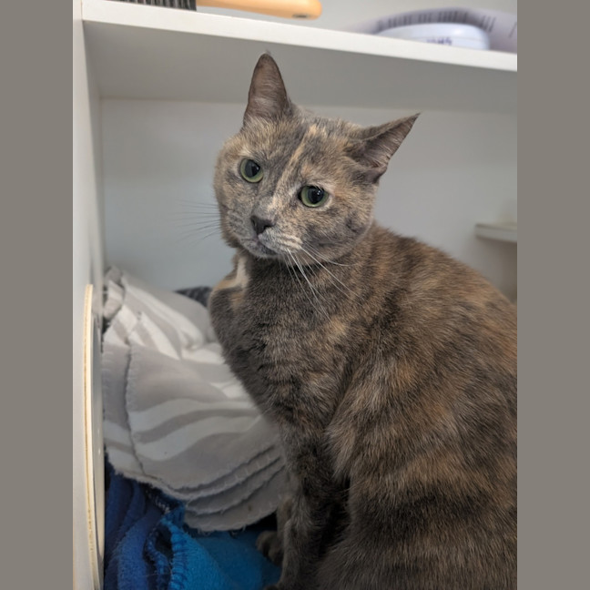 Photo of Meow Meow