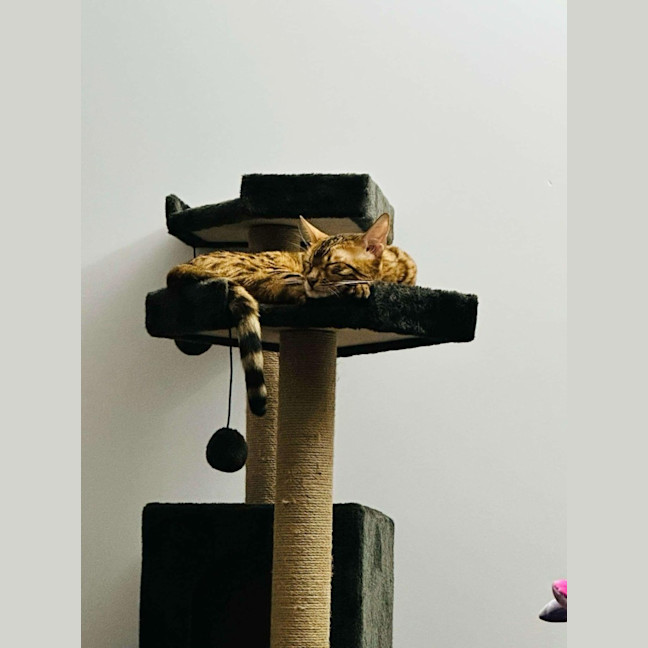 Photo of Luna