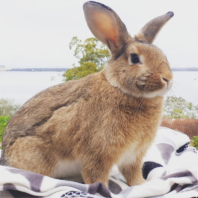 Photo of Pistachio (W Pickle And Nutmeg)