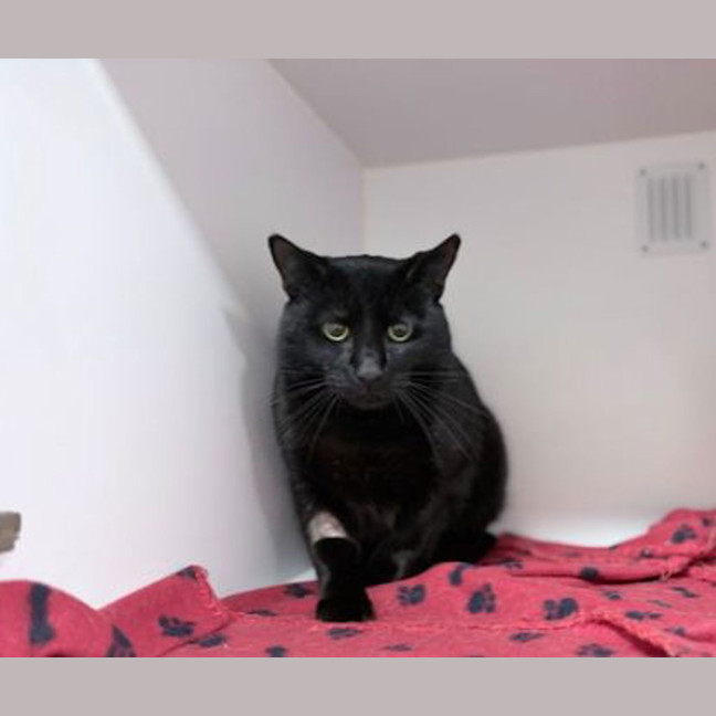 Photo of Bean