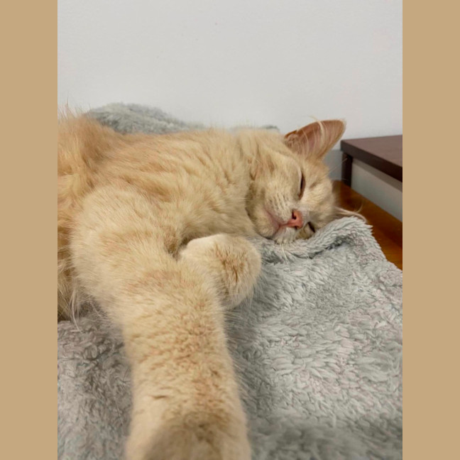 Photo of Marshmallow