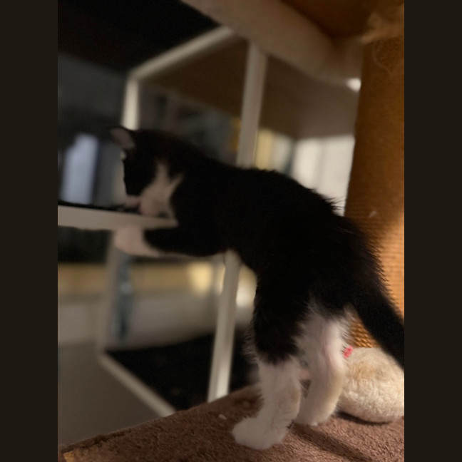 Photo of Poppy