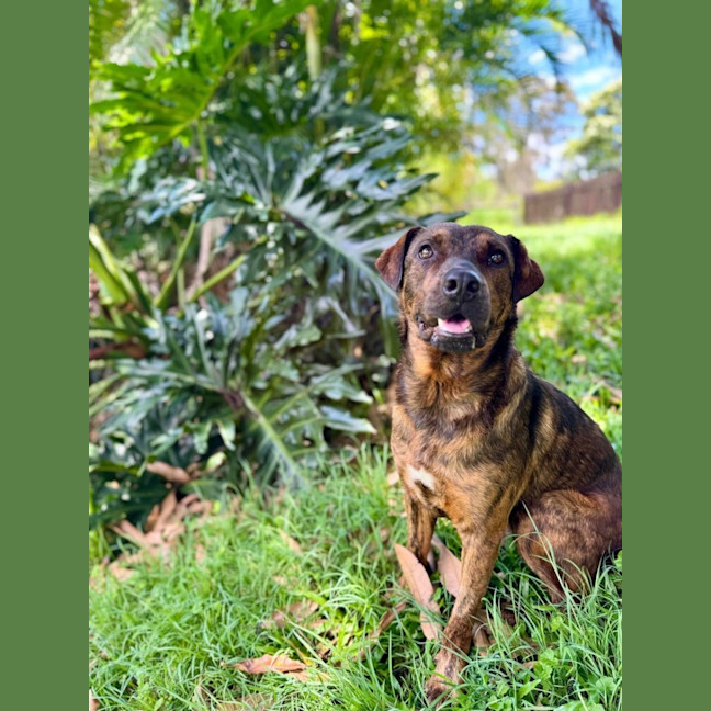 Photo of Dexter *$250 Adoption Fee*