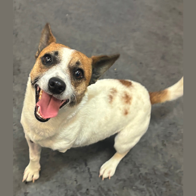 Hopper Owner Hopper - Small Male Jack Russell Terrier Dog in VIC - PetRescue