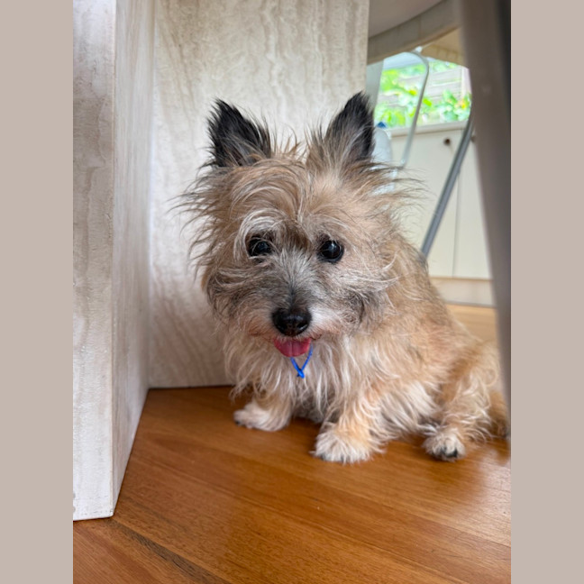 Photo of Honey   15 Year Old Cairn Terrier