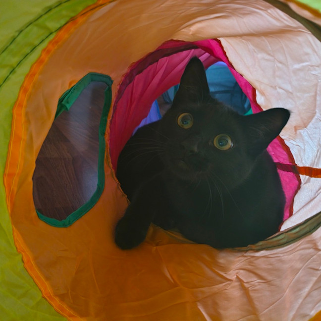 Photo of Toothless And Lychee