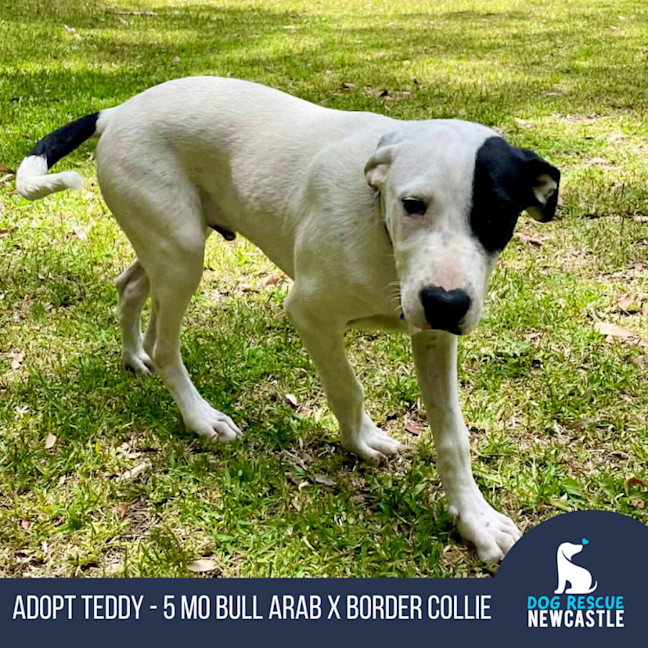 Photo of Teddy   5 Month Old Bull Arab X 