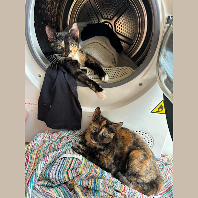 Photo of Holly & Ivy