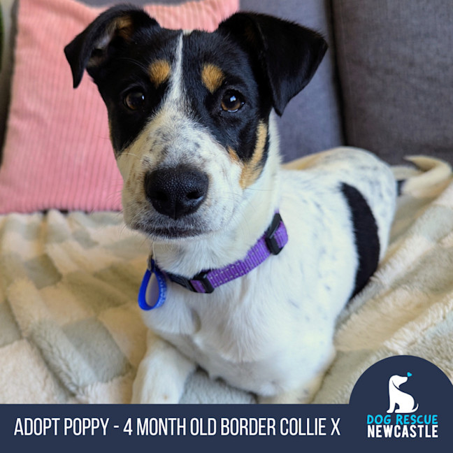 Photo of Poppy   4 Month Old Border Collie X