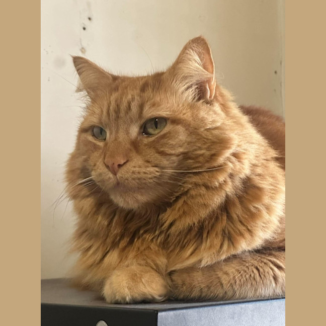 Photo of Gus   In Foster Care In Oak Park