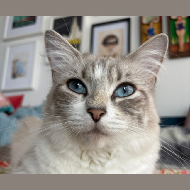 Photo of Violet