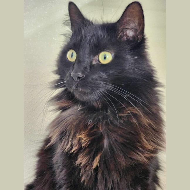 Photo of 🦁 Winston (Winnie) 5633🦁