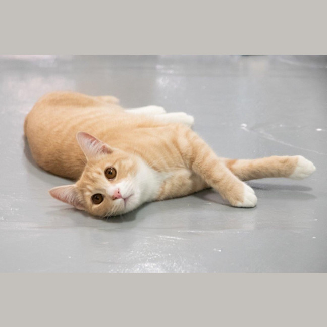 Photo of Luca Quinnell