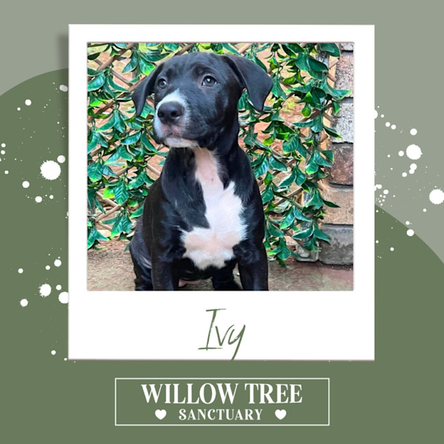 Photo of Ivy