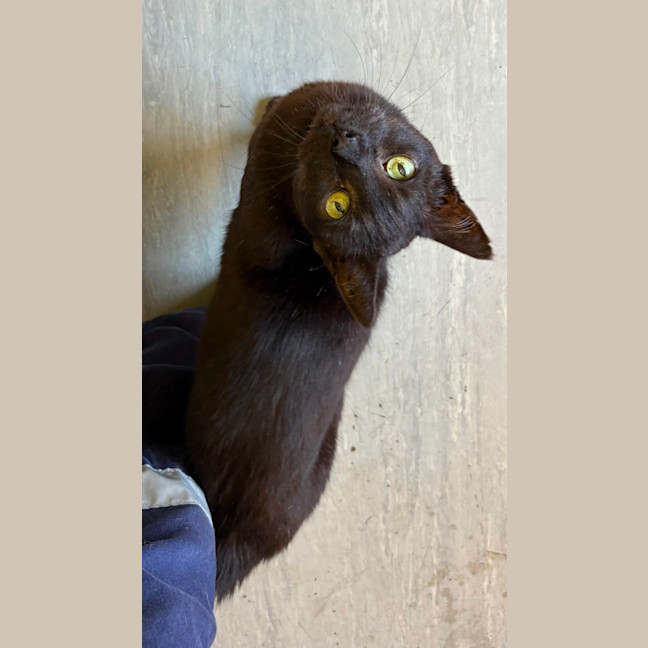 Photo of El Gato