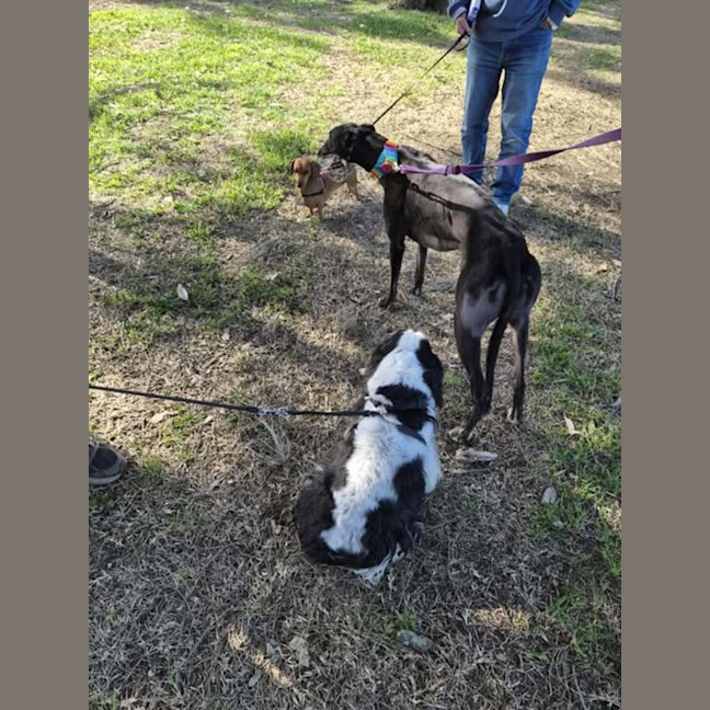 Photo of Poppy, The Cat Friendly Greyhound