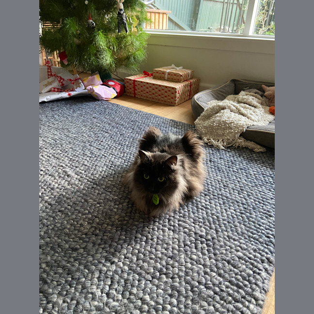 Photo of Phoebe